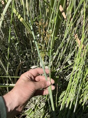 Juncus oxymeris