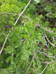 Condalia hookeri