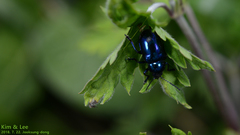 Chrysochus chinensis