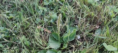 Plantago major
