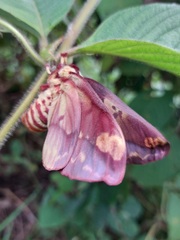 Citheronia phoronea