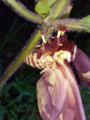 Citheronia phoronea