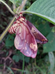 Citheronia phoronea