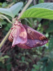 Citheronia phoronea