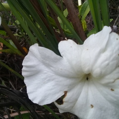 Escobedia grandiflora