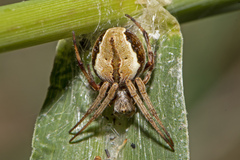 Salsa brisbanae