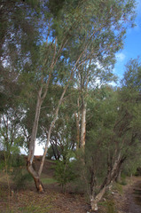 Eucalyptus camaldulensis × rudis