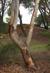 Eucalyptus camaldulensis × rudis