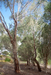 Eucalyptus camaldulensis × rudis