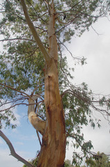 Eucalyptus camaldulensis × rudis