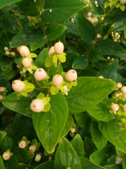 Hypericum inodorum