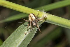 Salsa brisbanae