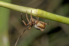 Salsa brisbanae