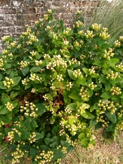 Hypericum inodorum
