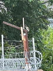 Campylorhynchus griseus