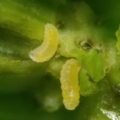 Clinodiplosis comitis