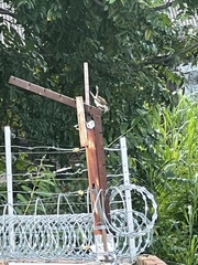 Campylorhynchus griseus