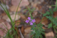 Glandularia chiricahensis