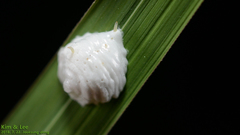 Promachus yesonicus