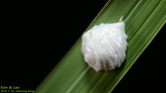 Promachus yesonicus