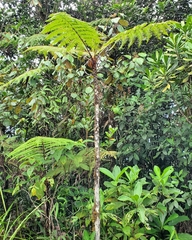 Sphaeropteris
