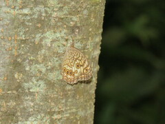 Kirinia epimenides