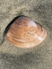 Mactromeris hemphillii