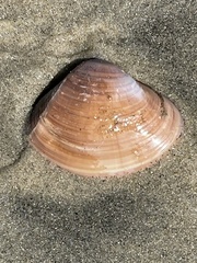 Mactromeris hemphillii