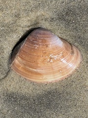 Mactromeris hemphillii