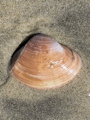 Mactromeris hemphillii