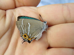 Neozephyrus japonicus