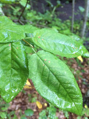 Amelanchier canadensis