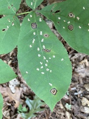 Cameraria caryaefoliella