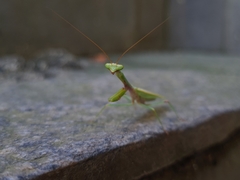 Parastagmatoptera unipunctata