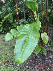 Heliconia pogonantha