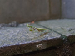 Parastagmatoptera unipunctata