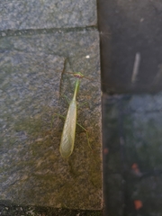 Parastagmatoptera unipunctata