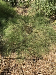 Muhlenbergia dumosa