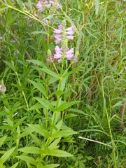 Physostegia ledinghamii