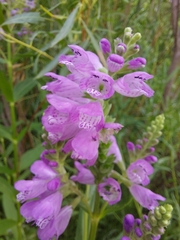 Physostegia ledinghamii