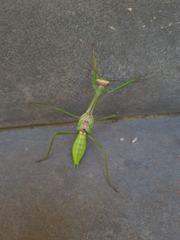 Stagmatoptera praecaria
