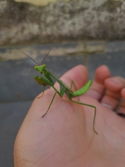 Stagmatoptera praecaria