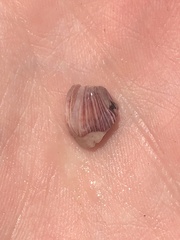 Megabalanus californicus