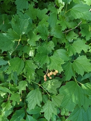 Viburnum opulus americanum