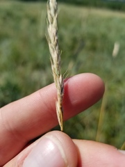 Elymus albicans