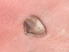 Megabalanus californicus