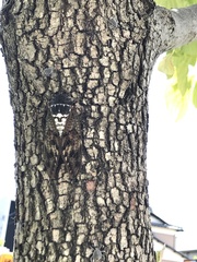 Graptopsaltria nigrofuscata