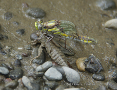Phanogomphus kurilis