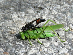 Palmodes occitanicus