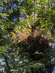 Dendrobium chryseum